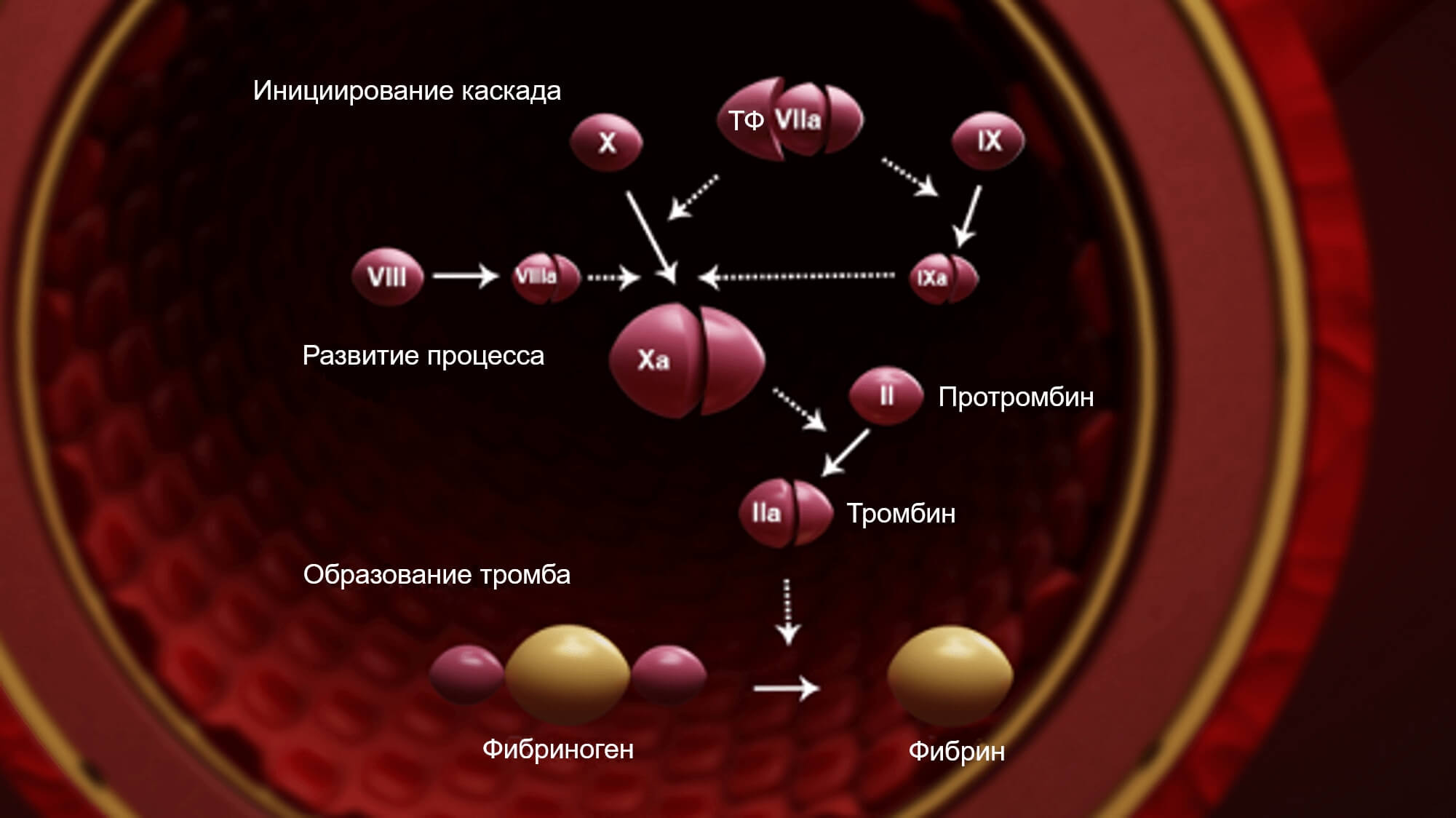 Каскад свертывания крови