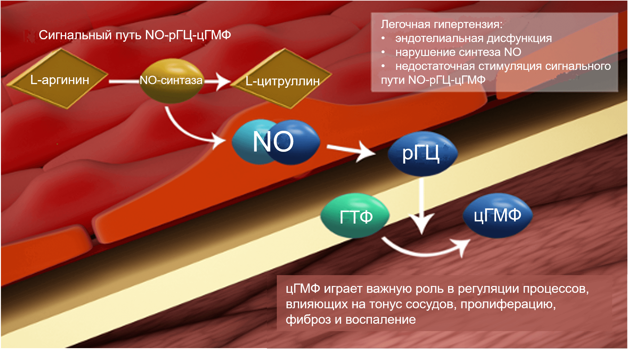 Сигнальный путь NO-рГЦ-цГМФ
